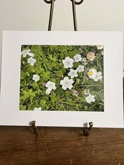 Baby Blue Eyes White Wildflowers Matted 8×10 Oregon Coastline Signed Print Bates