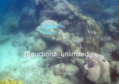 Digital Image Picture Photo Pic Andaman India underwater coral life scuba AND055