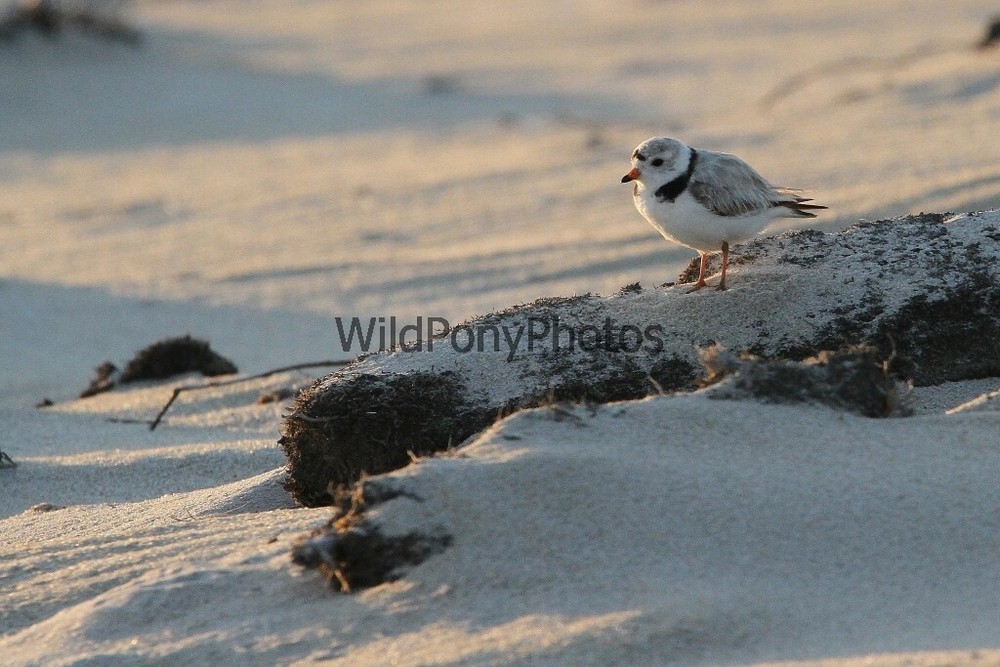 Piping Plover Photo – Various Sizes