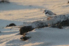 Piping Plover Photo – Various Sizes