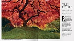 Limited Edition «Tree of Life» by Peter Lik – oversized (1.5 M wide) 58″ x 39″