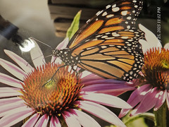 Butterfly In It’s Nature