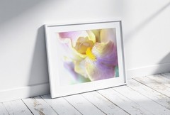 Purple Lavender Iris Petal Flower Macro – Wall Art, Home Decor Photography