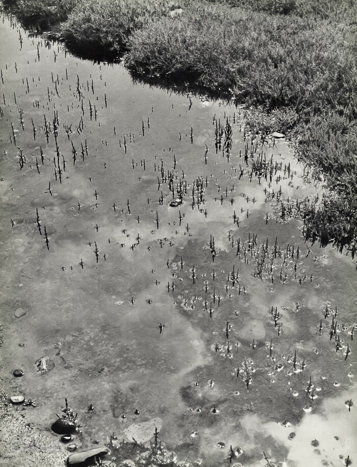 1939 Original Emmanuel Sougez Lake Water Grass Landscape Vintage Photo Gravure