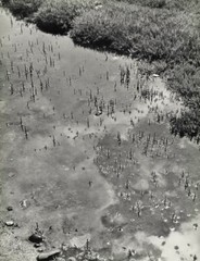 1939 Original Emmanuel Sougez Lake Water Grass Landscape Vintage Photo Gravure