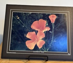 Michael Sirois Signed «California Poppy» Color Landscape Floral Photo, Matted
