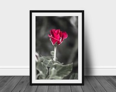 Flower Photography Print – Vertical Picture of Rose in Oklahoma
