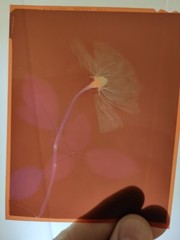 Medical Photography X Ray Old A Rose Alain Pol Kodak 73
