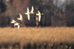 Green Winged Teal Photo, Pick One Image – Various Sizes