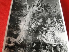 Vintage 1930’s/40’s Colorado Silver Gelatin Photo Near Dream Lake