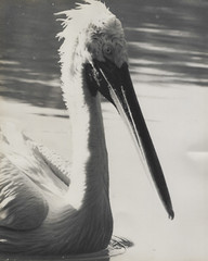 Old Photo Black & White Crane in Pond 8×10 Mid-Century Modern VTG NEW MCM Bird