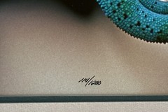 Thomas D Mangelsen Signed/Numbered 114/1200 Nature Photo Chameleon Lizard 14×20”