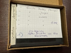 Five Vintage Zoological Monkey Studies on Glass Plate, Photo TE1199