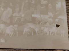 Saint Saturnin le Barry Aveyron Pig Fair Antique Photos Original Print Sepia