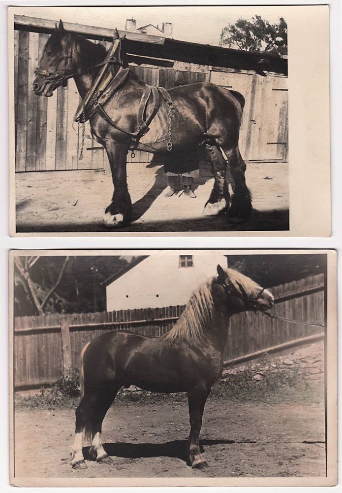 Lot of (2) Original vintage 1930s hand-colored beautiful horses