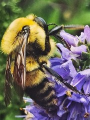 8×10 Signed Bumblebee Nature Photo Ornate Gold Honeycomb Frame by Audra Deane