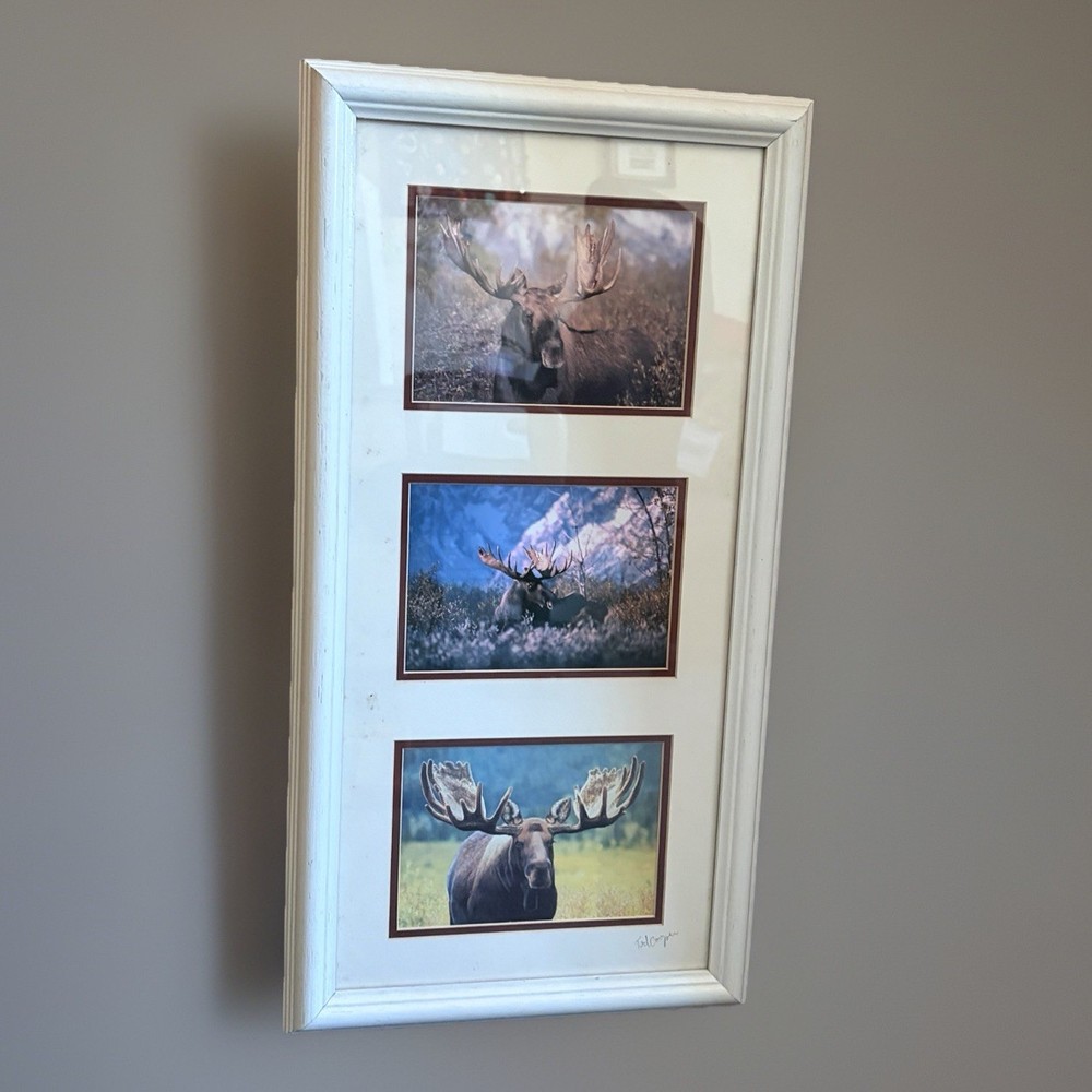 Signed Moose Nature Photography – Set of 3 Bull Moose 23×12 Frame 5×7 Pictures