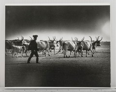 Vintage Black & White Art Photograph Herdsman & Longhorn Cattle Landscape