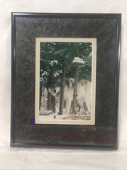 Gray Wolf Framed 4×6 Photograph Signed Numbered #309 Werner 8 X 10 Frame