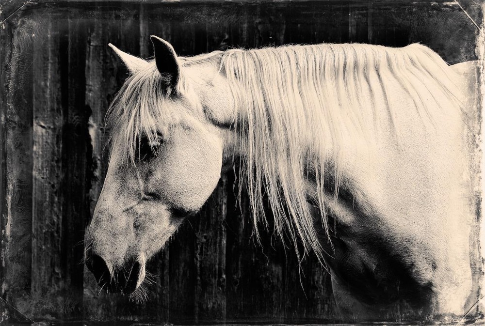 Majestic J Edwards Original Art Tintype Limited Series From Artist C002