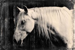 Majestic J Edwards Original Art Tintype Limited Series From Artist C002