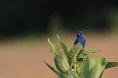 Indigo Bunting Photo, Pick One Image – Various Sizes