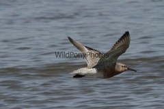 Red Knot Photo, Pick One Image – Various Sizes