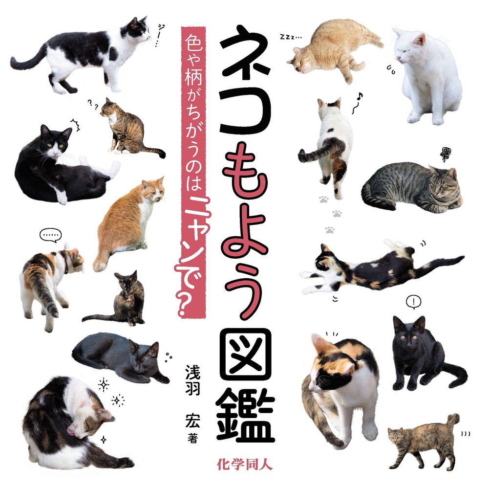 Cat Patterns Illustrated Guide Colors and Fur Explained