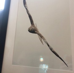 Beautiful Photograph of Bird of Pray! FRAMED! Ready to Hang!