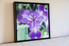 Framed Vibrant Iris Flower Photograph Printed on Aluminum Panel