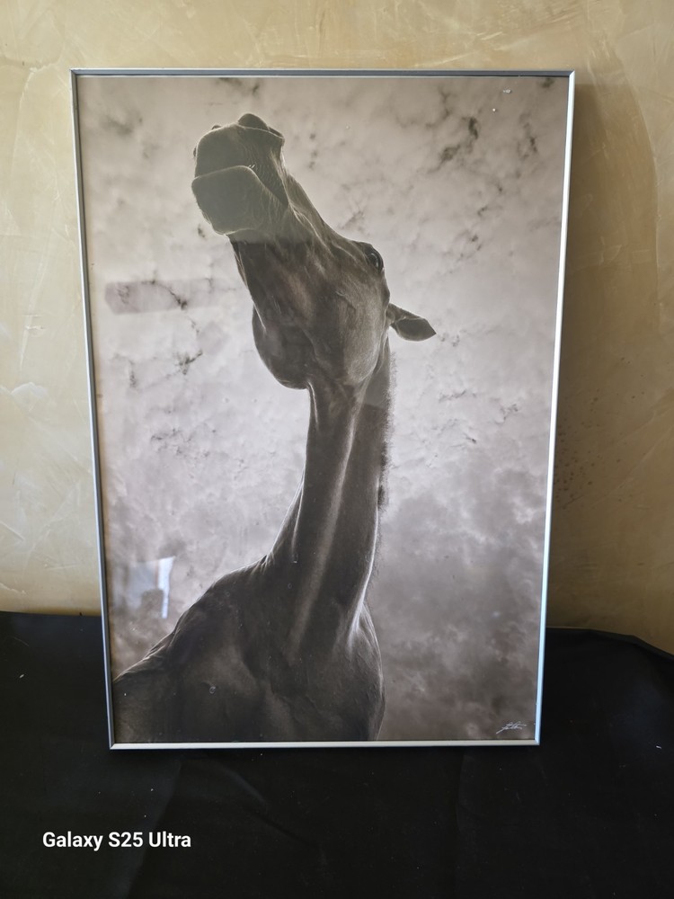 Framed Horse Photo Print 13×19 Black White Modern Wall Art Minimalist Equine