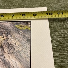 Frog On A Log Art Photograph By WV Photographer Ready To Frame 8×10 Custom Mat