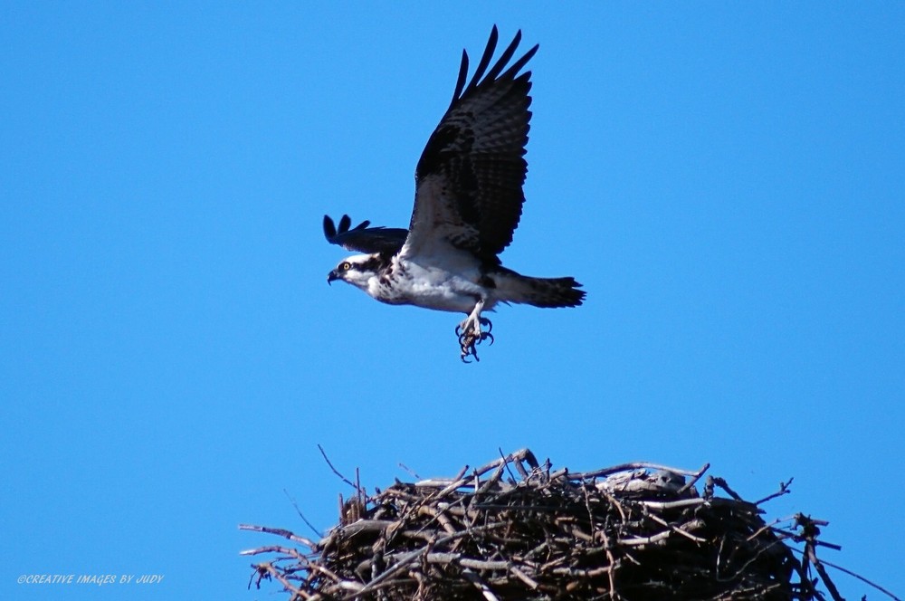 «Going Fishing» Osprey Wall Art