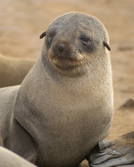 Brown fur seal 8×10 Photograph Print 8″x10″