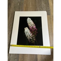 Floral Photo artwork 16×20 White Purple Wildflower Matted Art