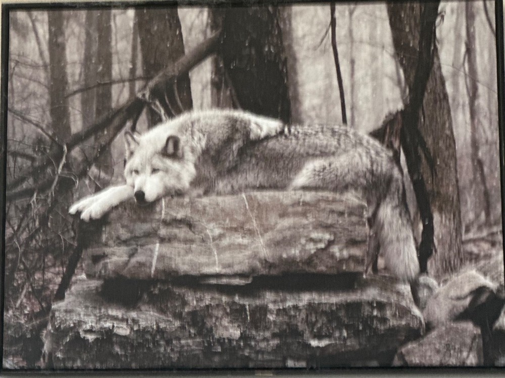 wolf print (tinted photograph)