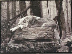 wolf print (tinted photograph)