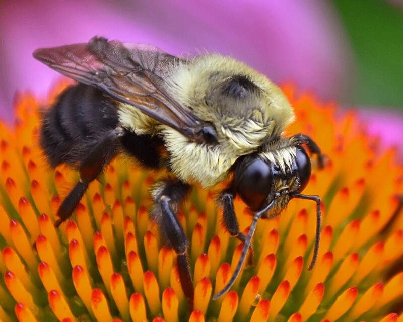 Art Photograph 8×10 Bumblebee on Echinacea Coneflower Artist Signed