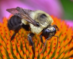 Art Photograph 8×10 Bumblebee on Echinacea Coneflower Artist Signed
