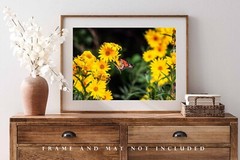 Wildflower Photography Print – Picture of Monarch Butterfly in Oklahoma