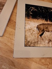 Tom Browning Signed Wildlife Photos Set Of 3 Matted No Frames