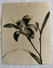 RICHARD PAMPEL – STEYR – STADTPLATZ 35 . ZWEI FOTOGRAFIEN – ORCHIDEEN um 1920