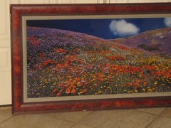 Thomas Mangelsen «Tapis Magique» Original Photograph 22″x68″ 736/2500 Flowers