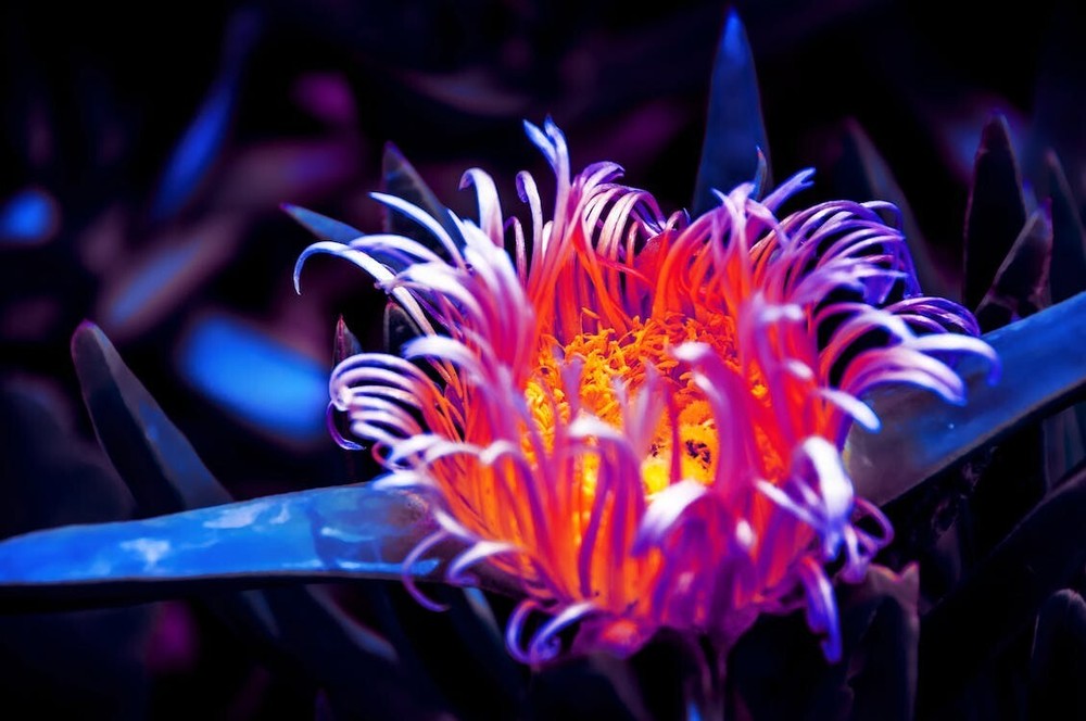 Digital Image Picture Photo Pic Wallpaper Background Flower Pink 282 Art