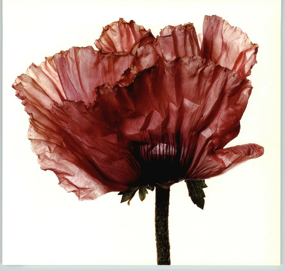 1980 Irving Penn ORIGINAL Lavender Glory Poppy Flower Art Photo 11″ X 14″