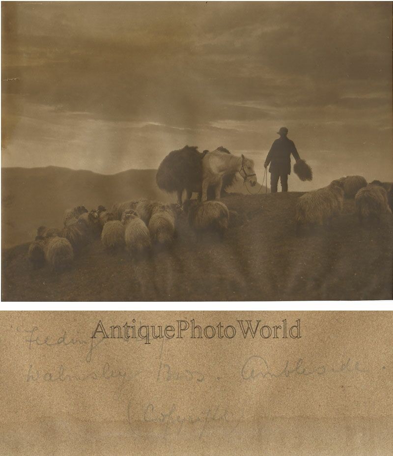 Man w horse and sheep antique art photo Ambleside UK