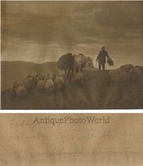 Man w horse and sheep antique art photo Ambleside UK