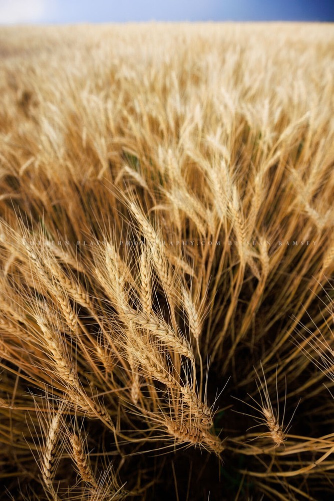 Golden Wheat Field Photography Print | Vertical Farm Picture | Oklahoma Wall Art