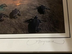David Leach Signed photograph Mat Frame Lookout Below Leatherback Parade 88/250