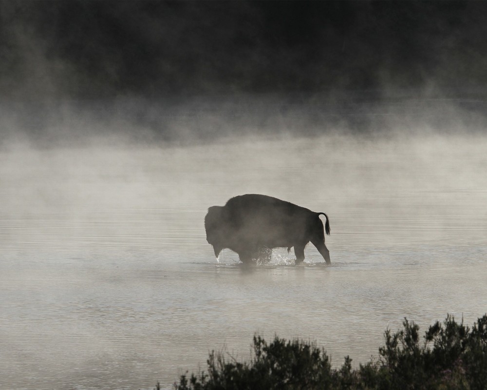 Bull Bison Buffalo crossing Yellowstone River 8″x10″ Photograph Print 8×10